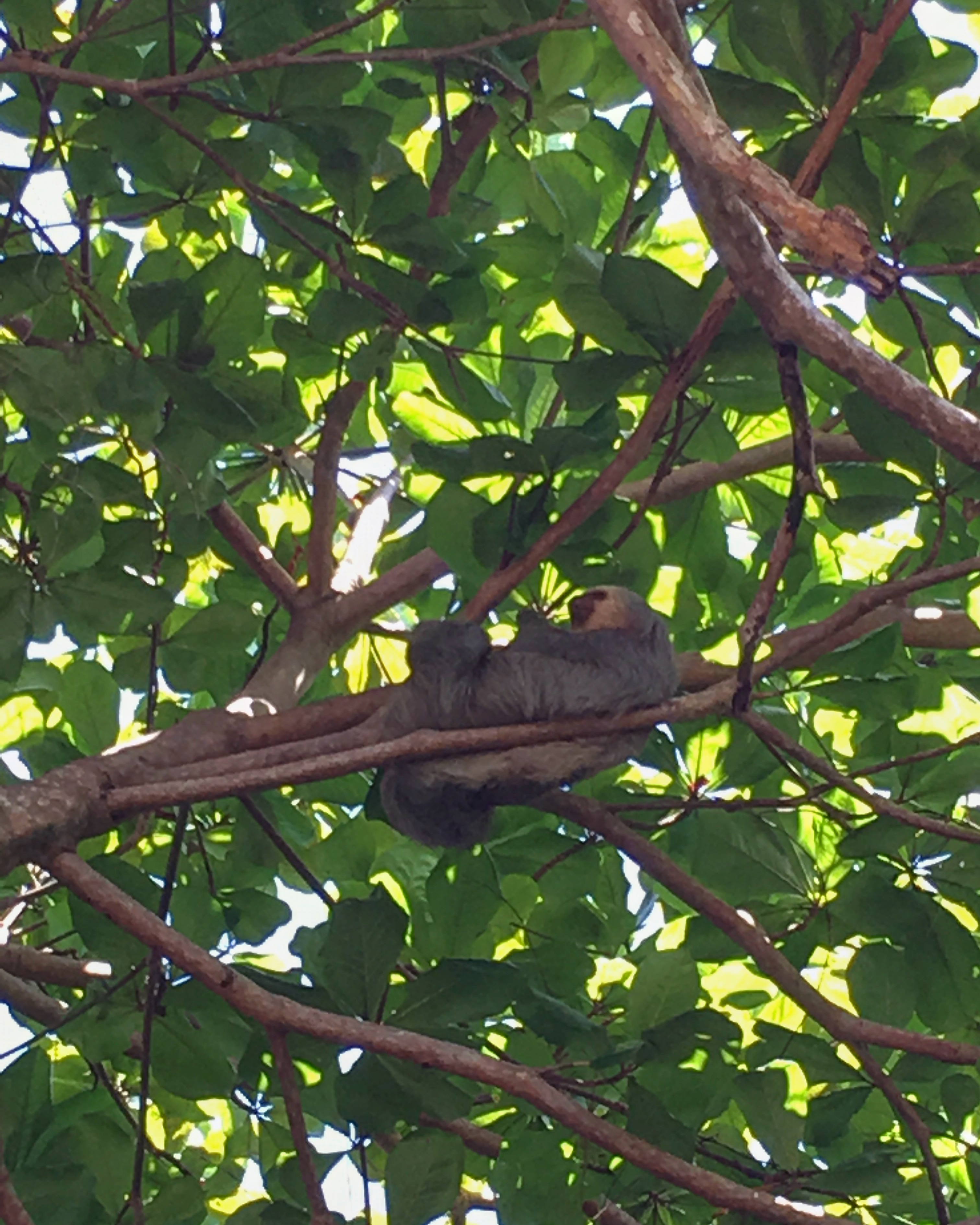 A sloth relaxing up in the tree